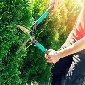 recorte de jardinero con tijera cortando arboles